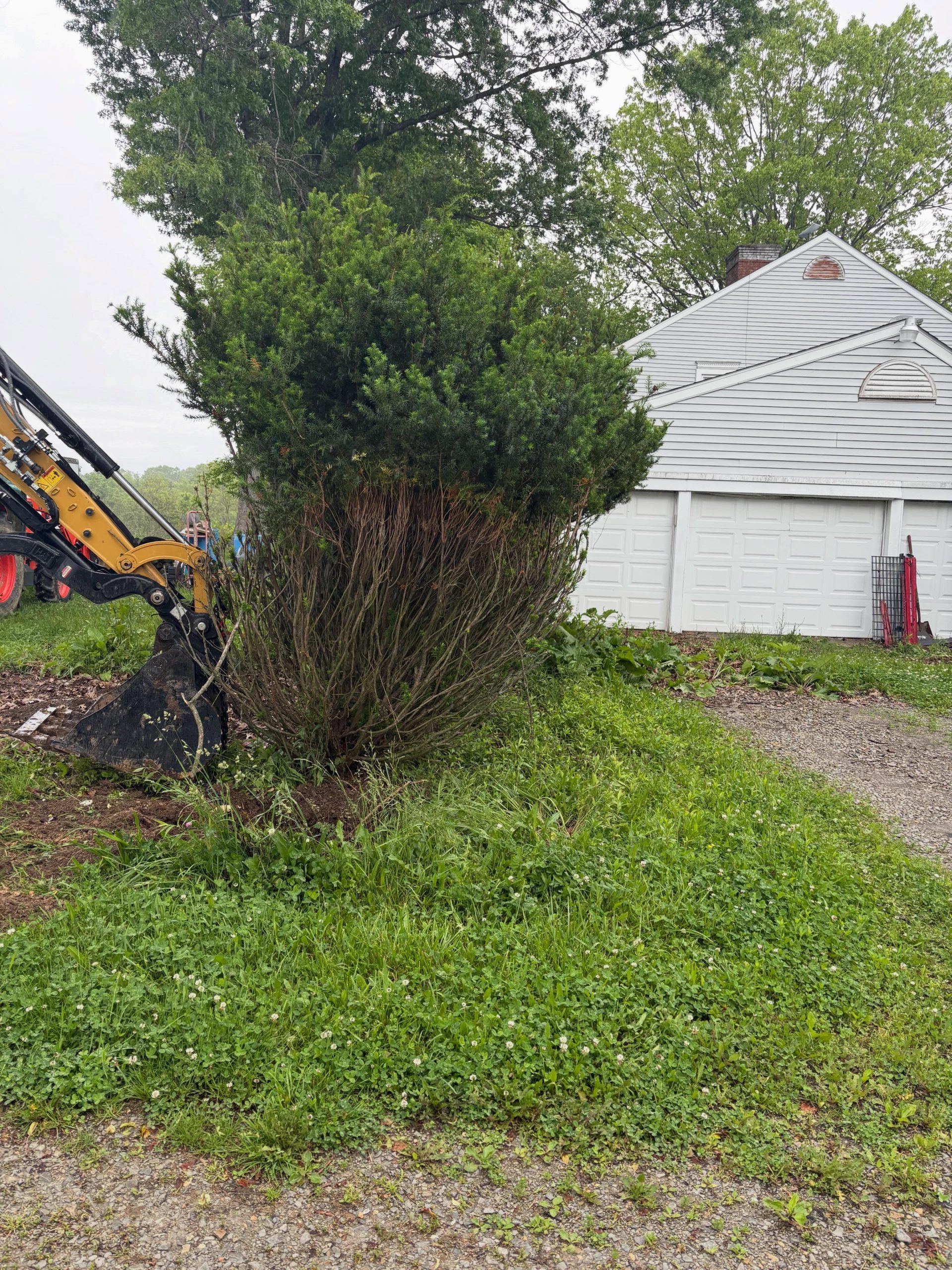 Heavy brush before clearing
