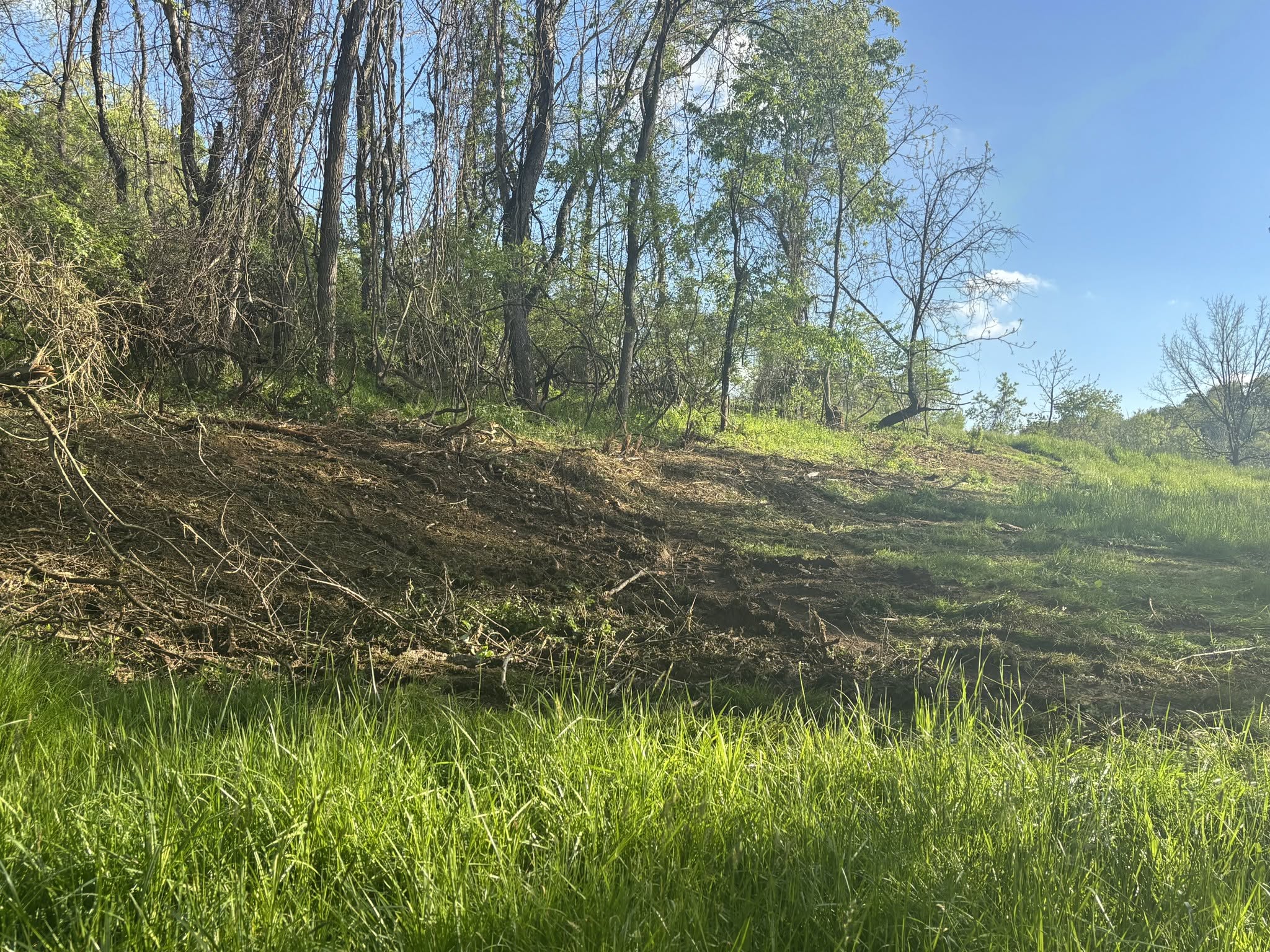 Freshly mulched and cleared woodland