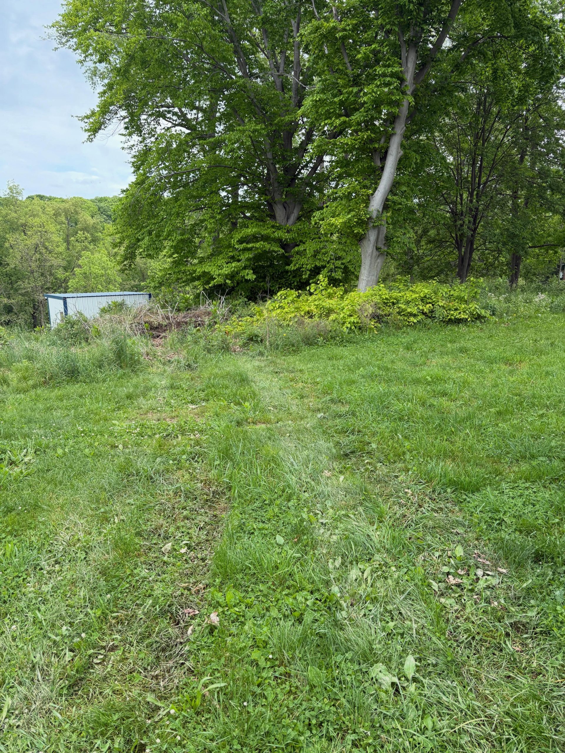 Healthy reclaimed pasture land